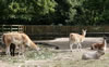 Zoobesuch der 2a: Bild